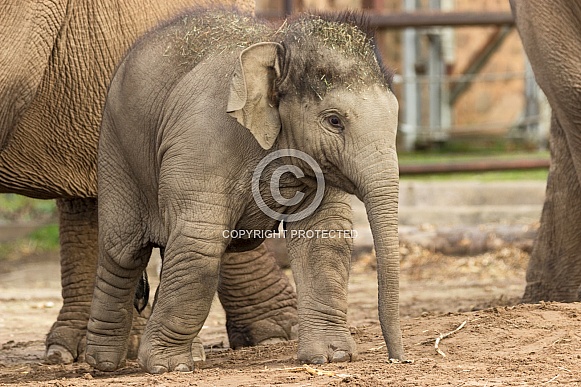 Young Asiatic Elephant Standing Full Body