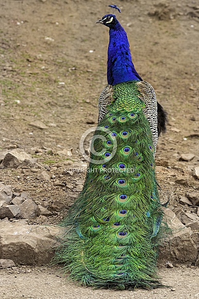 Peacock Full Body and Tail