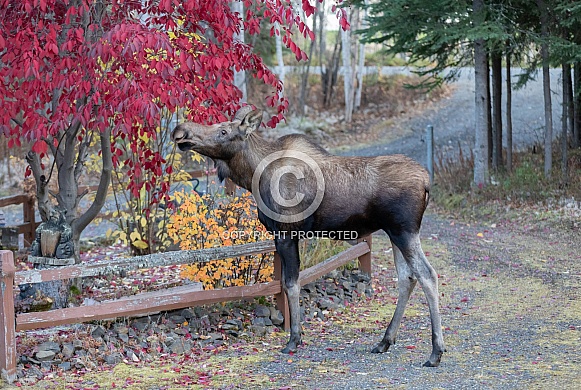 A Young Moose in Alaska