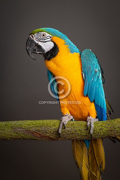 Macaw, face side on