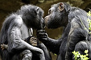 Adult Chimpanzees With Baby