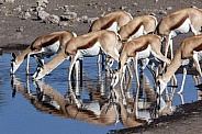 Springbok antelopes (Antidorcus marsupialis)
