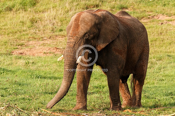 muddy African Elephant
