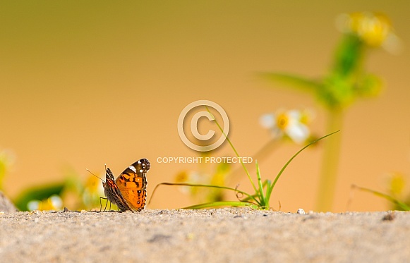 American Painted Lady (Vanessa virginiensis) butterfly looking away from camera