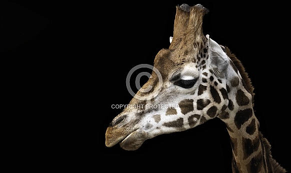 Rothschild's Giraffe Side Profile Black Background