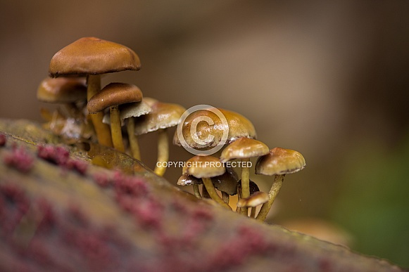 Wild mushrooms in the Netherlands