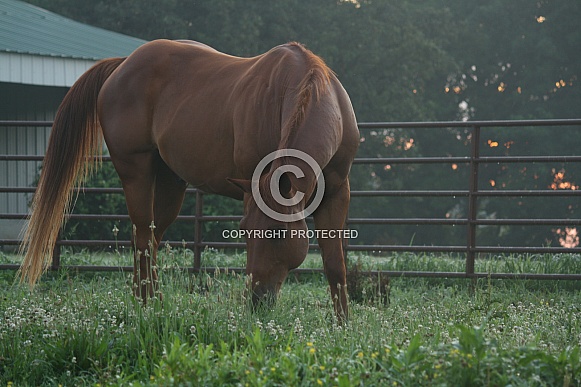 Sunrise Quarter Horse