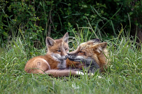 Red Fox--Big Brother Nuzzles