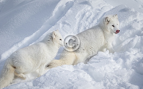 Pair of Arctic Foxes in heavy snow