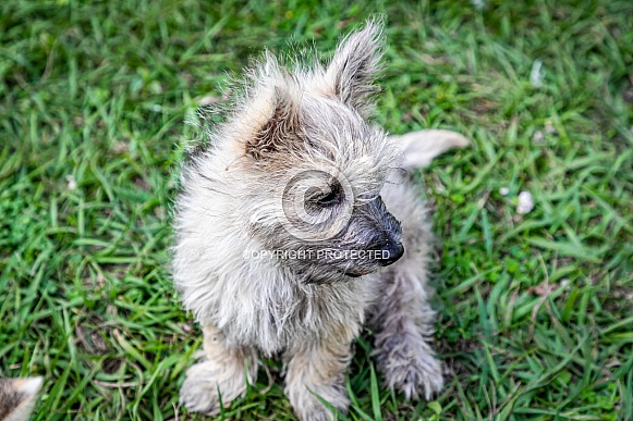 Domestic Dog cairn terrier young puppy