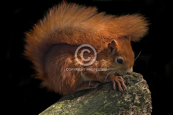 Red Squirrel Full Body Shot On Tree Stump