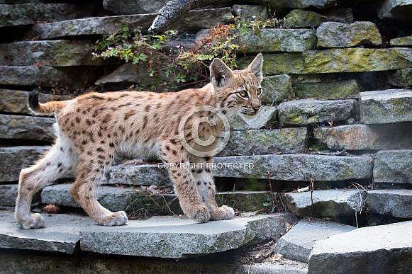 Lynx Cub