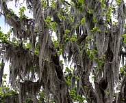 Spanish Moss drapes a Sweetgum Tree