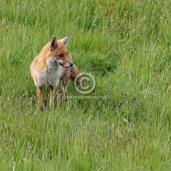 Red fox - standing in spring field