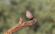 Brown Thrasher Bird