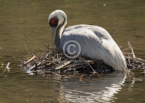 White-naped Crane on the Nest
