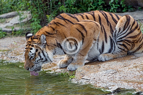 Amur Tiger Drinking