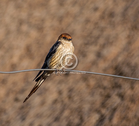 Greater Striped Swallow