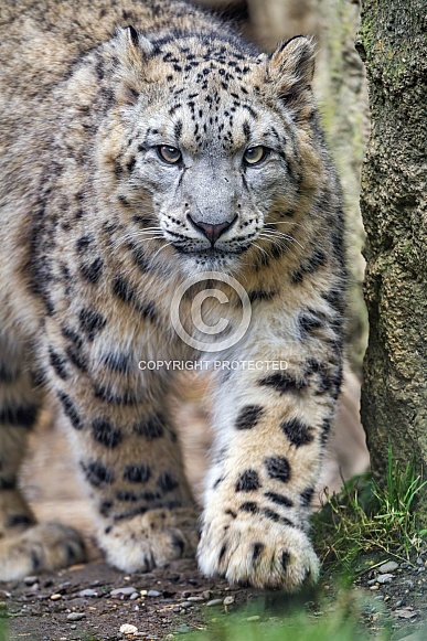 Approaching young snow leopard