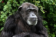 Chimpanzee Green Background