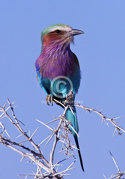 Lilacbreasted Roller - Namibia