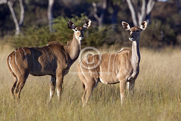 Female Kudu - Botswana