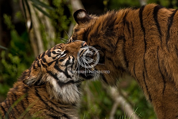 Two Sumatran Tigers Rubbing Heads