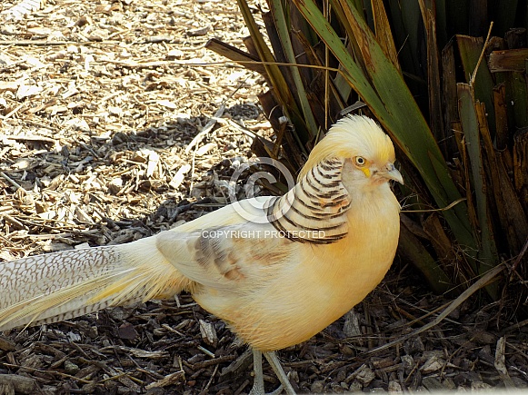 Yellow, golden, male, pheasant
