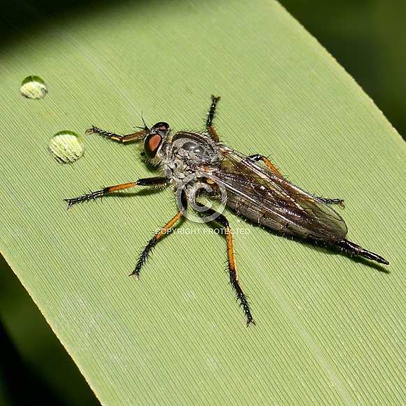 Close up of a robber fly sitting on green leaf