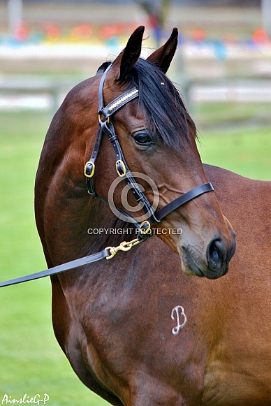 Australian Stock Horse