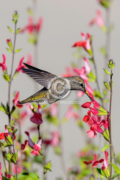 Hummingbirds--Anna