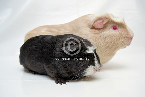 Cuy Guinea Pig (giant)