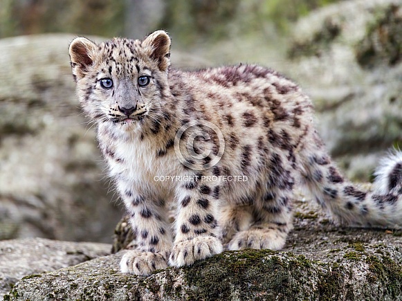 Snow leopard cub on a rock