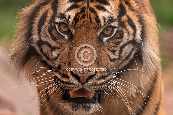 Sumatran Tiger Very Close Up Face