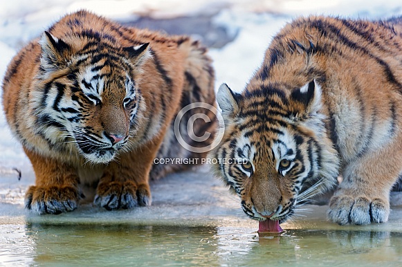 Young Amur Tigers