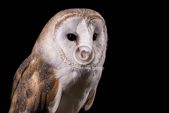 Barn Owl Close Up Face Shot Black Background
