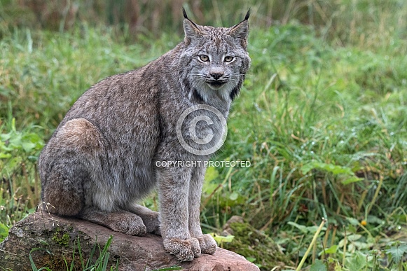 Canada Lynx Sitting On A Rock