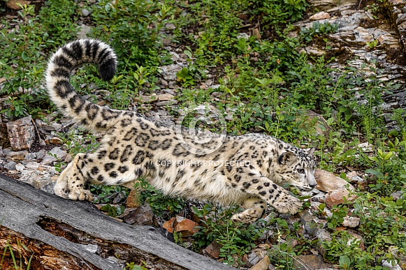 Snow Leopard-Snow Leopard Pounce