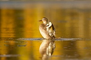 Mallard duck, Anas platyrhynchos