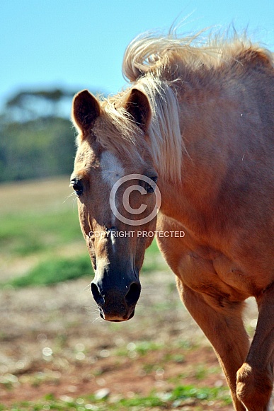Palomino Pony Backlit