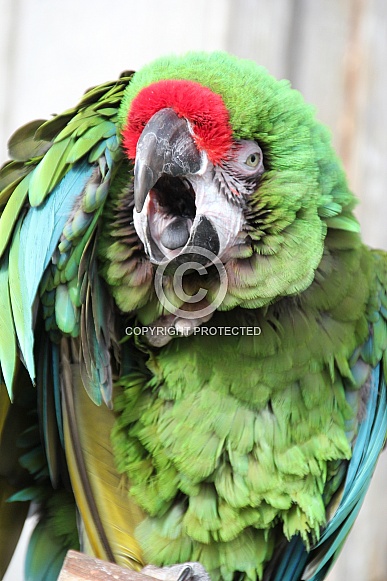 Great Green Macaw
