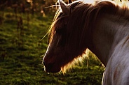 Pony Twilight