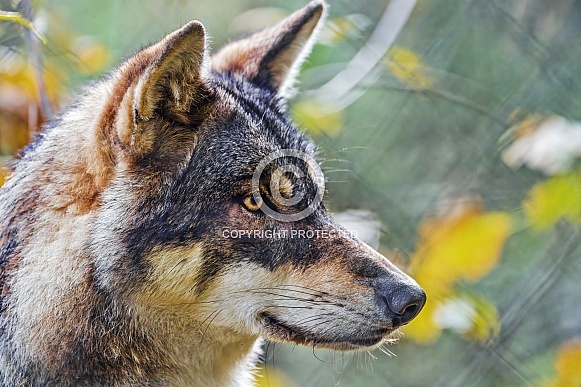 Profile of a wolf