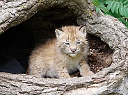 Siberian lynx kitten