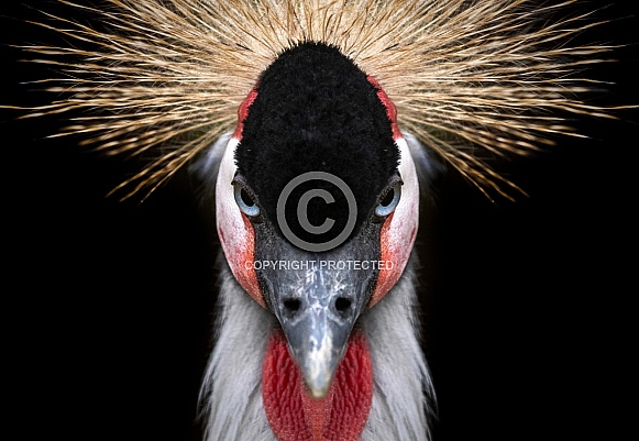 African Crowned Crane Close Up