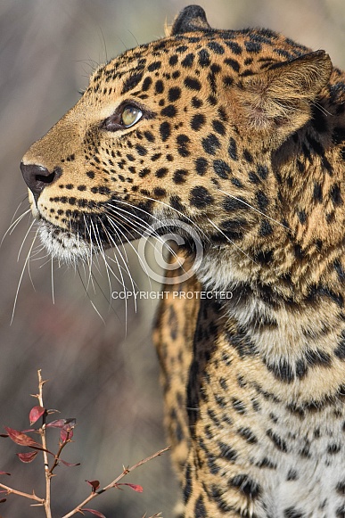african leopard cub