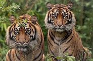 Two Sumatran Tigers Sitting Looking At Camera