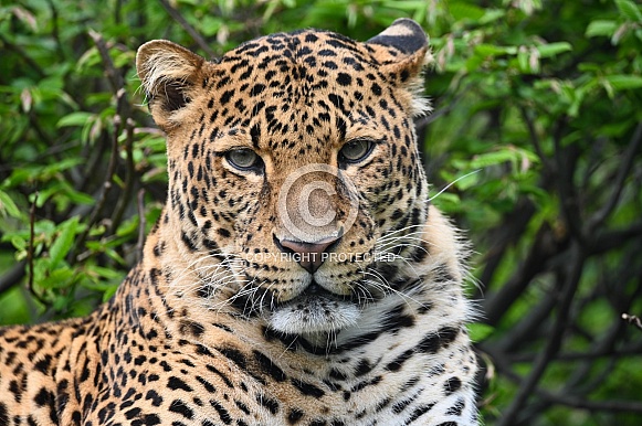 Javan Leopard