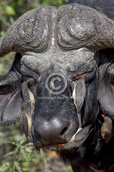 Buffalo and Oxpeckers - Botswana
