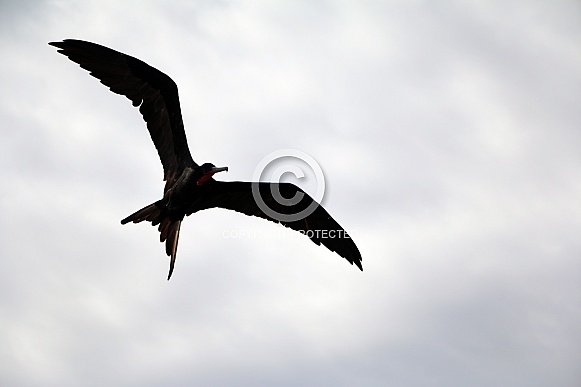 Frigatebird - Fregata magnificens silhouette